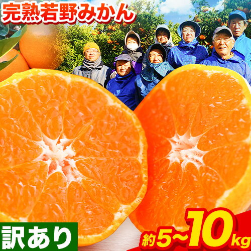 【ふるさと納税】訳あり みかん 5kg 10kg 完熟 若野みかん 約5kg 約10kg サイズ混合 圦本農園 《11月下旬-12月中旬頃出荷》和歌山県 日高川町 送料無料 訳ありみかん 10キロ 5キロ わけありみかん わけあり 若野 みかん ミカン 柑橘 完熟 フルーツ 果物 お取り寄せフルーツ