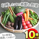 【ふるさと納税】旬の野菜をお届け！鹿児島県指宿産の季節の野菜の詰め合わせ(10～13品目) 鹿児島 野菜 季節の野菜 旬の野菜 旬 詰合せ セット 国産【岡村商店】