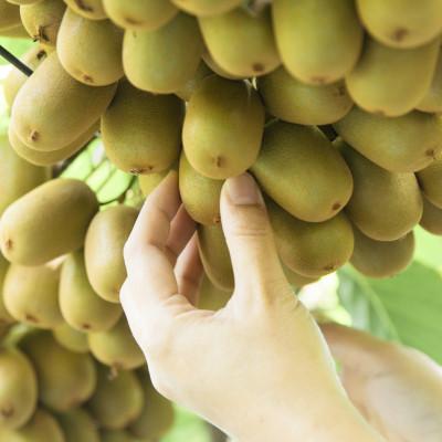 ふるさと納税 香川県 こつぶでちゅるん　さぬきキウイっこ　約1.2kg(24玉) |  | 02