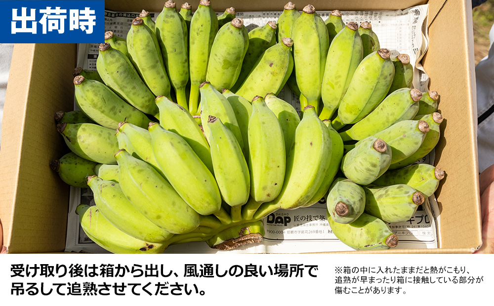 南風原農園　アップルバナナ　3kg