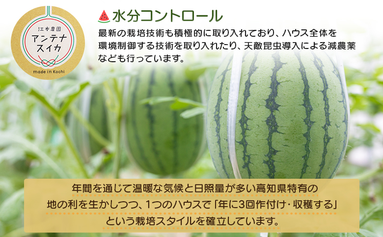 江本農園の初夏のアンテナスイカ2玉 - 数量限定 のし 熨斗 高知県産 果物 くだもの フルーツ すいか 西瓜 スイカ 糖 完熟 甘い 瑞々しい ハウス栽培 ジューシー 果汁 果実 贈り物 贈答 プレ
