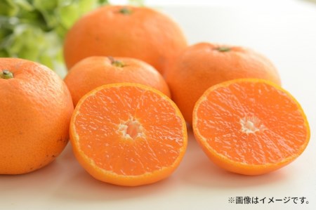 極撰!仁尾の温州みかん(約5kg)