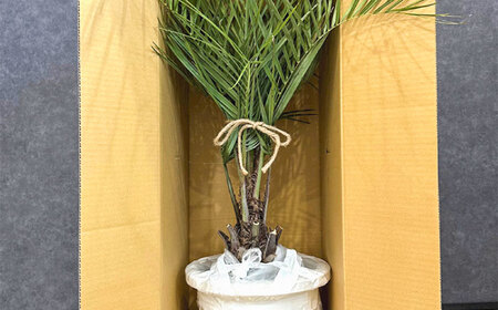 ココスヤシ 10号鉢 庭木 観葉植物【南国リゾートガーデンに人気】 ヤシの木 植木鉢 グリーン 岐阜市/マツダクリエイト[ANBC001]