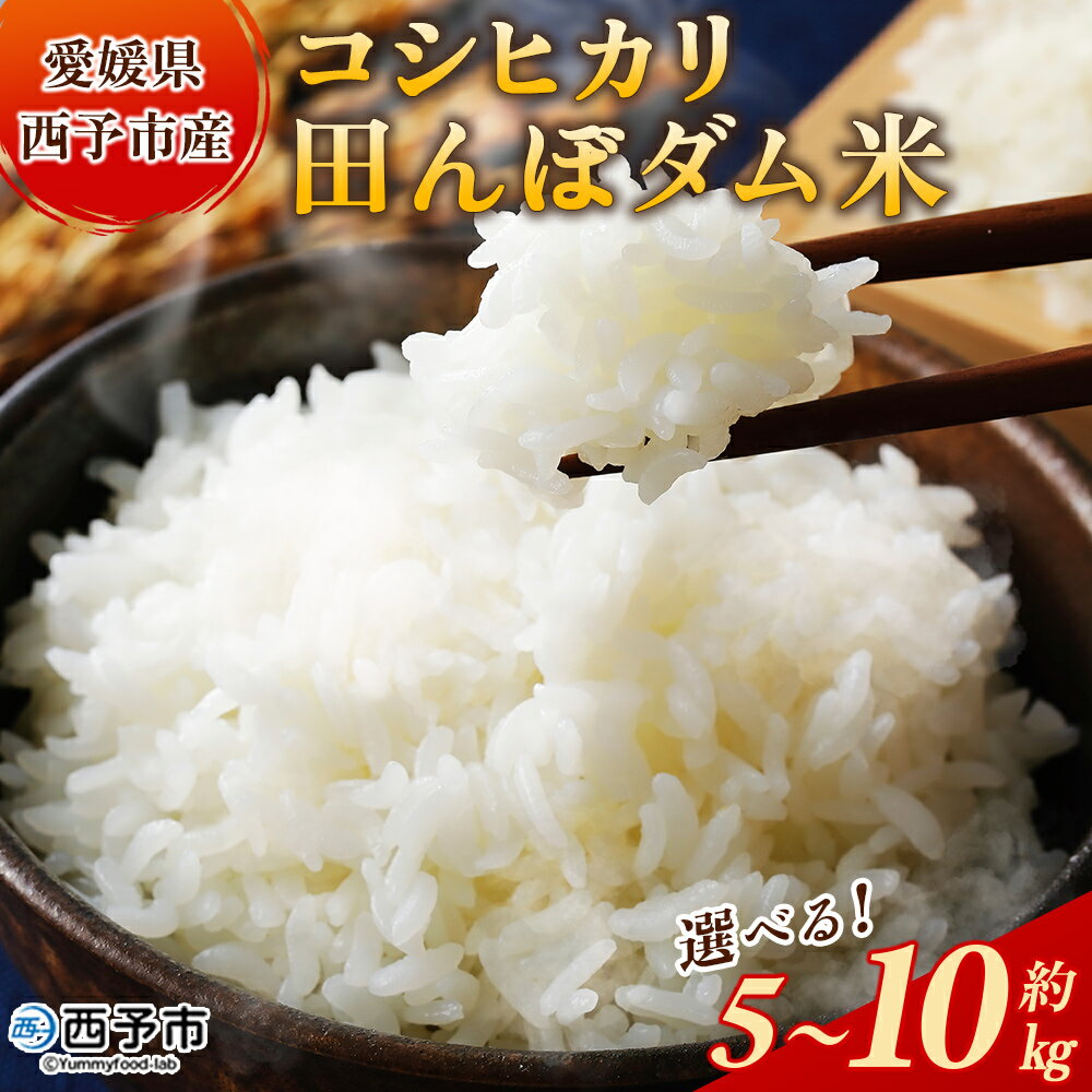 【ふるさと納税】新米＜令和7年産 愛媛県西予市産 コシヒカリ 田んぼダム米 5kg/10kg＞ 選べる 5キロ 10キロ こしひかり 西予応援米 宇和米 お米 コメ こめ 白米 精米 米 国産 愛媛県産 宇和町産 和みファーム 愛媛県 西予市【常温】『2025年10月・11月頃から順次発送予定』