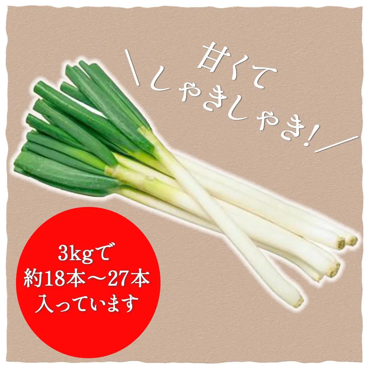 ★先行予約★【2026年12月発送開始予定】千葉県大網白里市産　長ネギ　L～2Lサイズ　3㎏（約18本～27本）／ふるさと納税 長ネギ 長ねぎ 長葱 ネギ ねぎ 葱 野菜 鍋 先行予約 先行受付 千葉