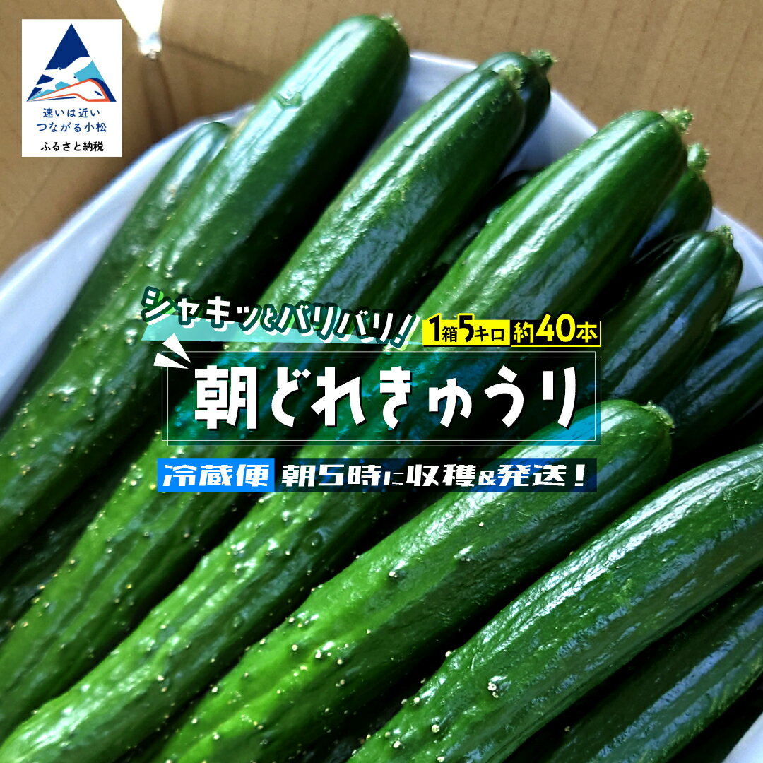 【ふるさと納税】 朝どれ きゅうり 約5kg 約40本 野菜 旬 小松産 夏野菜 石川県 小松市 朝獲れ 北陸 008055【JA小松市】