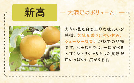 梨 新高梨 5kg 矢畑むらづくり組合《9月中旬-9月末に出荷予定》 【栃木県共通返礼品　栃木県産】【配送不可地域あり】(離島)梨梨梨