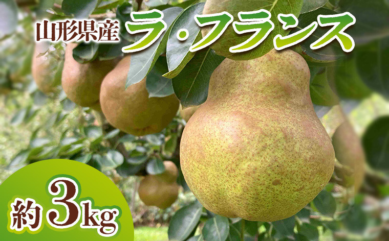 
山形県産 ラ・フランス 秀品 約3kg(6～12玉) FY24-027
