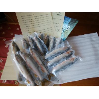 ふるさと納税 佐川町 鮎屋仁淀川の仁淀ブルー友釣り天然鮎500g(5-14尾)【2025年6月アユ漁解禁後発送】 |  | 02