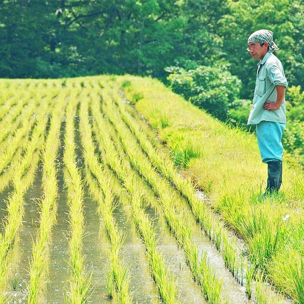 【定期便全6回】新潟県産新之助2kg（受注の翌月から毎月配送）｜新潟県　新潟　米　おこめ　お米