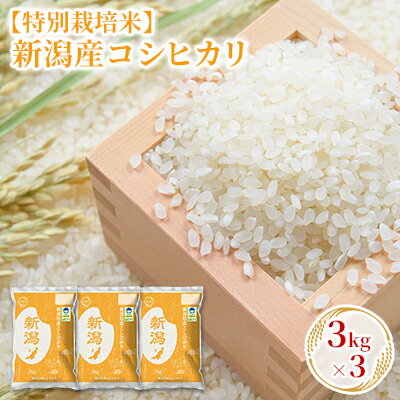 【ふるさと納税】【特別栽培米】新潟産コシヒカリ 3kg×3 お米 精米 白米 ご飯 ブランド米 銘柄米 おにぎり お弁当 産地直送 　お届け：入金確認後、順次発送