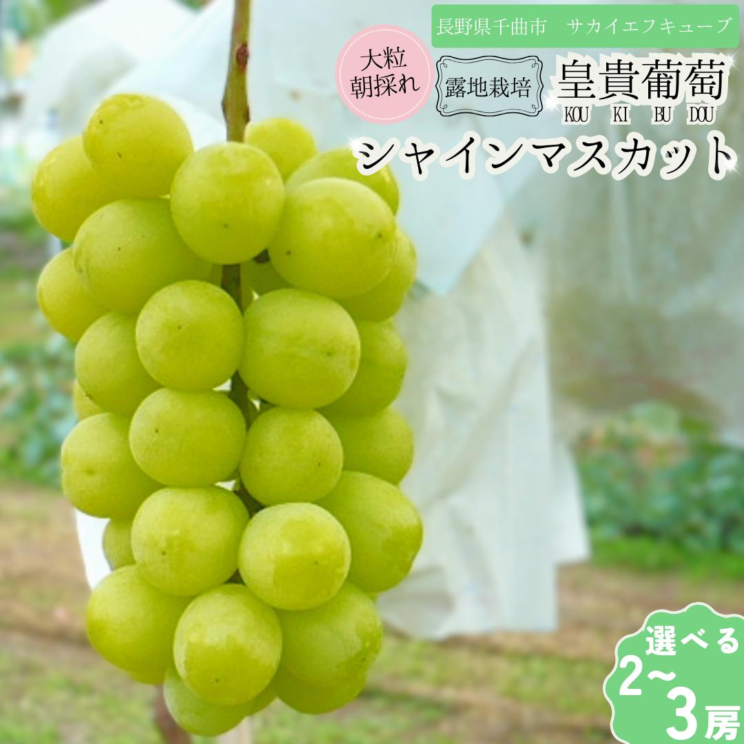 【ふるさと納税】【2025年先行予約】シャインマスカット 露地栽培 秀品 2房 3房 ｜ ぶどう 葡萄 白ぶどう 種無し 種なし 皮ごと 千曲市 長野県産 信州