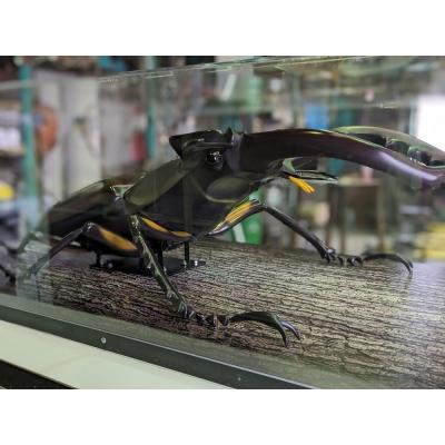 ふるさと納税 三宅町 ミヤマクワガタ大型リアル模型(透明ケース付) |  | 03