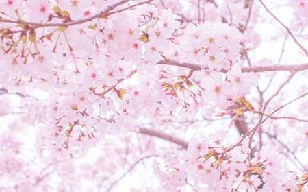 純国産  山桜 はちみつ 260g ＆ 季節のはちみつセット 60g×2個｜非加熱 純粋 天然 蜂蜜 単花蜜 やまざくら ハチミツ ギフト｜千葉県 君津市