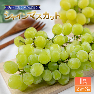 シャインマスカット 約1kg 【2026年8月下旬頃から順次発送】 | シャインマスカット ぶどう【VEG043】