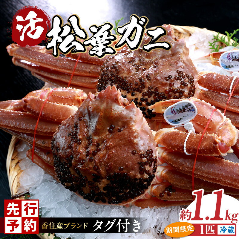【ふるさと納税】先行予約 数量限定 兵庫県 香住産 タグ付き 活 松葉がに 約1.1kg 送料無料 身入りバッチリ 松葉ガニ ズワイガニ 蟹味噌 松葉蟹 ずわい蟹 蟹 生 カニ かに 姿 鍋 ずわいがに 蟹しゃぶ ギフト お歳暮 贈答 高級食材 香住 柴山ガニ 冷蔵 07-06 11月中旬以降