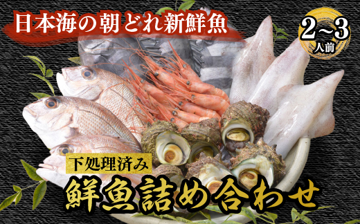 魚介類 鮮魚 / 能登の朝どれ「いきいき七尾魚」鮮魚詰め合わせ（2〜3人前）　※北海道・青森・沖縄・離島及び九州（福岡県を除く） ※2024年10月以降順次発送予定