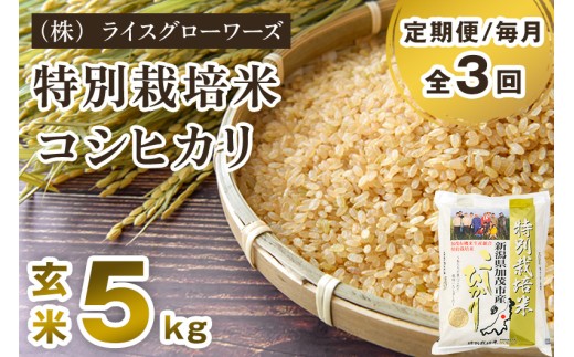 【令和8年産新米先行予約】【定期便3回毎月お届け】新潟県加茂市産 特別栽培米 コシヒカリ 玄米 5kg《10月上旬～順次出荷》 従来品種 従来コシヒカリ お米 米 （株）ライスグローワーズ 定期便