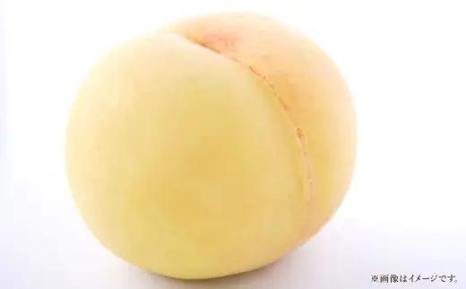 岡山白桃 5 ～ 6玉 約1.3kg 白桃 もも モモ 桃 くだもの フルーツ 果実 果物 果汁 国産 岡山県産 【 2026年7月上旬～8月上旬発送予定 】