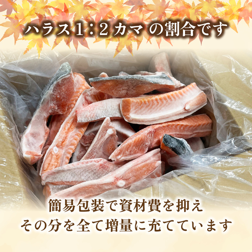 ＜数量限定＞ 知床斜里産 天然秋鮭カマ＆ハラス 1.5kg 船上活締めで鮮度抜群!(無塩)【配送不可地域：離島】【1447515】