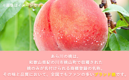 【先行予約】 和歌山県紀の川市産あら川の桃 約1kg 秀品 前商店《6月末旬-7月中旬出荷》 和歌山県 紀の川市 送料無料