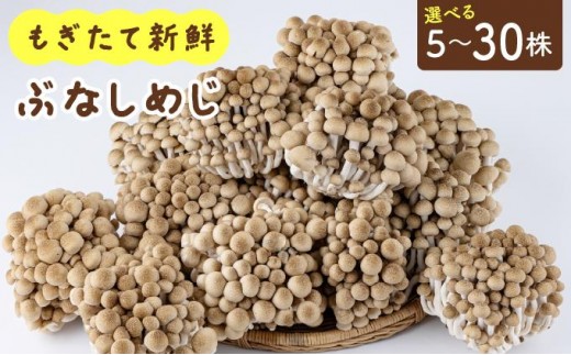 
                  【選べる容量】もぎたて新鮮！ぶなしめじセットAT21-24
                