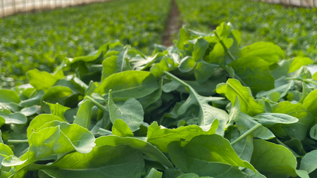 【 簡易包装 】 黒澤農園 の ベビーリーフサラダ 330g×1袋 訳アリ 訳あり 規格外 生育 わけあり フードロス 削減 ベビーリーフ サラダ 生野菜 食べやすい 若葉 ファミリー 旬 新鮮 国産