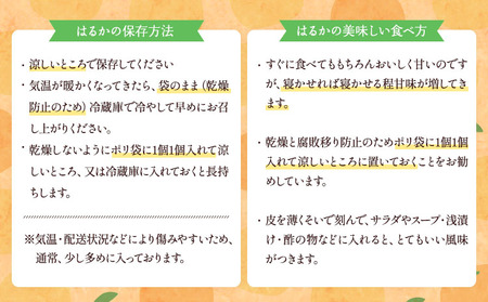 【先行予約】 みかん 訳ありみかん はるか 約5kg（22玉～27玉）【吉田レモニー】【2026年2月上旬～2026年5月下旬発送】はるかみかん 国産はるかみかん 熊本県産はるかみかん 宇城市産はるか
