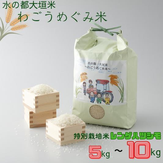【ふるさと納税】＼11月より順次お届け／令和7年産 新米 ≪選べる≫ 5～10kg 水の都 大垣米 〜わごうめぐみ米〜【特別栽培米レンゲハツシモ】新米 ごはん 白米 精米 お米 岐阜県 大垣市