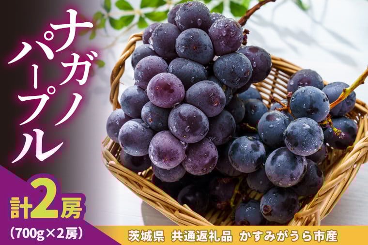 
            ナガノパープル700g×2房　県内共通返礼品かすみがうら市産 (BR182)
          
