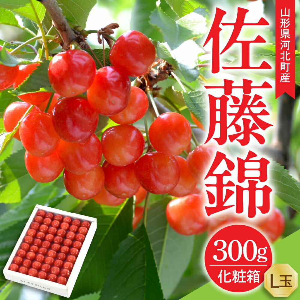 【ふるさと納税】【令和8年産】さくらんぼ 佐藤錦 300g L玉 手詰め 特秀品 化粧箱入 山形県河北町産 【山形eLab】 フルーツ 人気 贈答 2026年産 送料無料 山形県 河北町