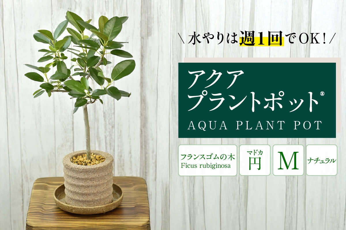 
            【母の日】アクアプラントポット®　円Ｍ 植木鉢　フランスゴムの木（2101）
          