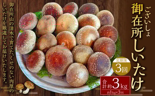 【3回定期便】御在所肉厚生しいたけ 計約3kg 1回あたり約1kg（計3回） 生しいたけ しいたけ 椎茸 シイタケ 肉厚 山菜 お取り寄せ 冷蔵