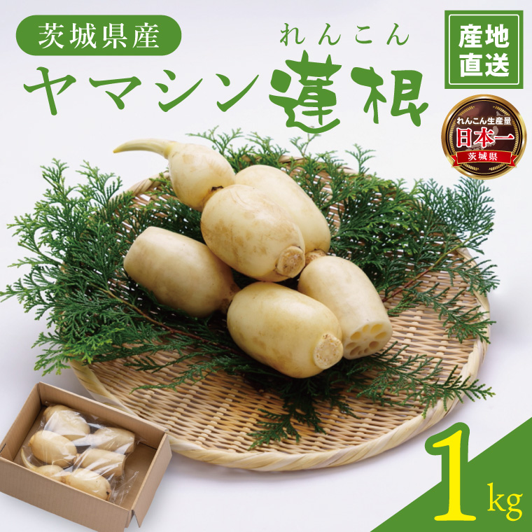 ヤマシン蓮根　１kg|レンコン  食物繊維 新鮮 シャキシャキ  茨城県 阿見町（98-02）