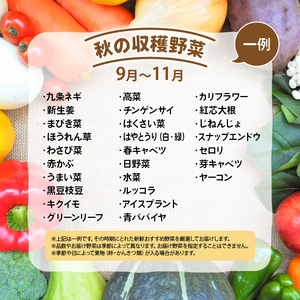 【定期便】道の駅 竜王 かがみの里 旬の野菜セット 全12回