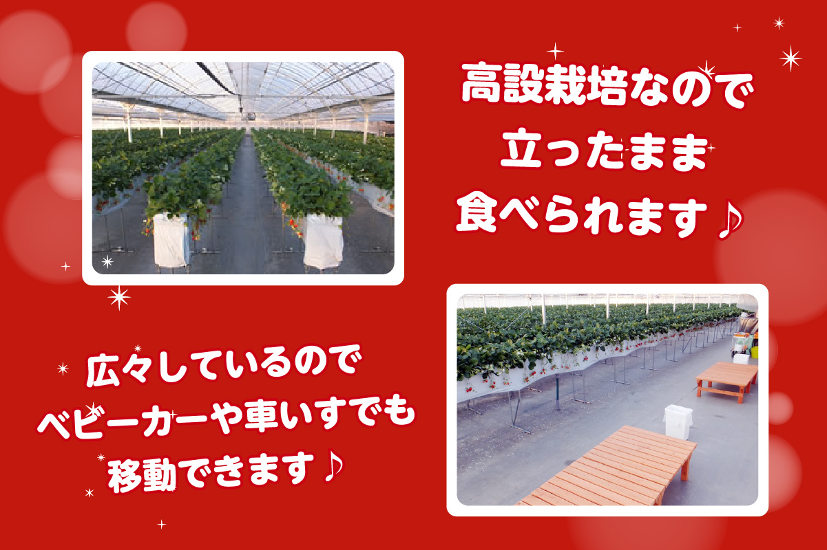 いちご狩り優待券（ペア）（3213）