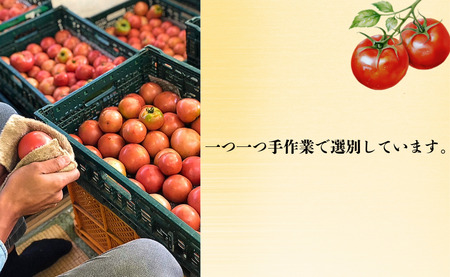 【 先行予約 】 とまと りんか 4kg ﾄﾏﾄ 野菜 リコピン トマトジュース ジュース ケチャップ トマトスープ サラダ パスタ甘い  贈答 ギフト ジューシー 人気 定番 美味しい 厳選 新鮮 