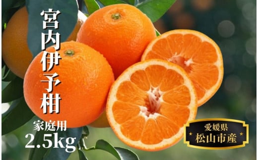 【宮内伊予柑】家庭用 約2.5kg <2026年1月末～3月中旬頃発送> みかん 柑橘 フルーツ 伊予柑 果物 愛媛 松山