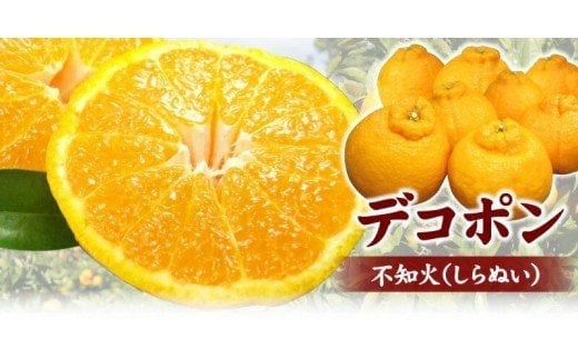 田村産「デコ」不知火[約3kg]湯浅町田村産春みかん(果実サイズおまかせ)/紀伊国屋文左衛門本舗　※2026年2月中旬～3月下旬頃に順次発送予定(お届け日指定不可)【ntb493A】