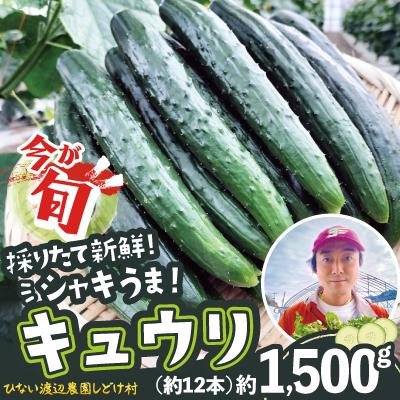 ふるさと納税 大館市 キュウリ 採りたてシャキ旨! 約1,500g