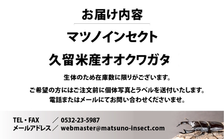 マツノインセクト 久留米産 オオクワガタ 86mm オスのみ 希少 サイズ  国産 久留米 ブリーダー 松野 送料無料 愛知県 豊橋市