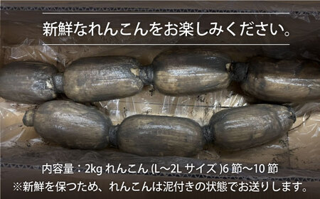 先行予約 2027年1月～発送 【3回定期便】 れんこん 2kg×3回（計6kg） / れんこん [IAW005]