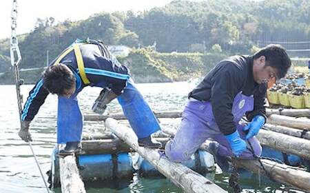 横綱牡蠣！吉田水産のむき身牡蠣 Lサイズ 500g 数量限定 【 むき身 牡蠣 かき 大粒 小分け 加熱用 冷蔵 三陸 リアス海岸 広田湾 3年牡蠣 】RT816