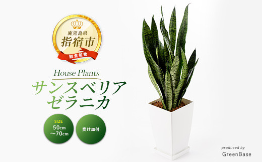 2026年3月上旬～発送【観葉植物】サンスベリア・ゼラニカ50cm～70cm(Green Base/IB003-011) 南国鹿児島県で育った 観葉植物！植物 鉢付 インテリア 室内 オフィス おしゃれ プレゼント ギフト 開店祝い 移転祝い マイナスイオン【配送不可地域：北海道・沖縄県・離島】