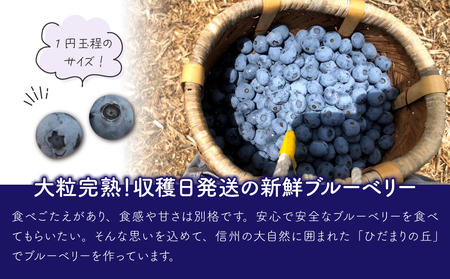 【ひだまり農園ブルーベリーの丘】朝摘み大粒ブルーベリー1kg（生果）|ブルーベリーブルーベリーブルーベリーブルーベリー