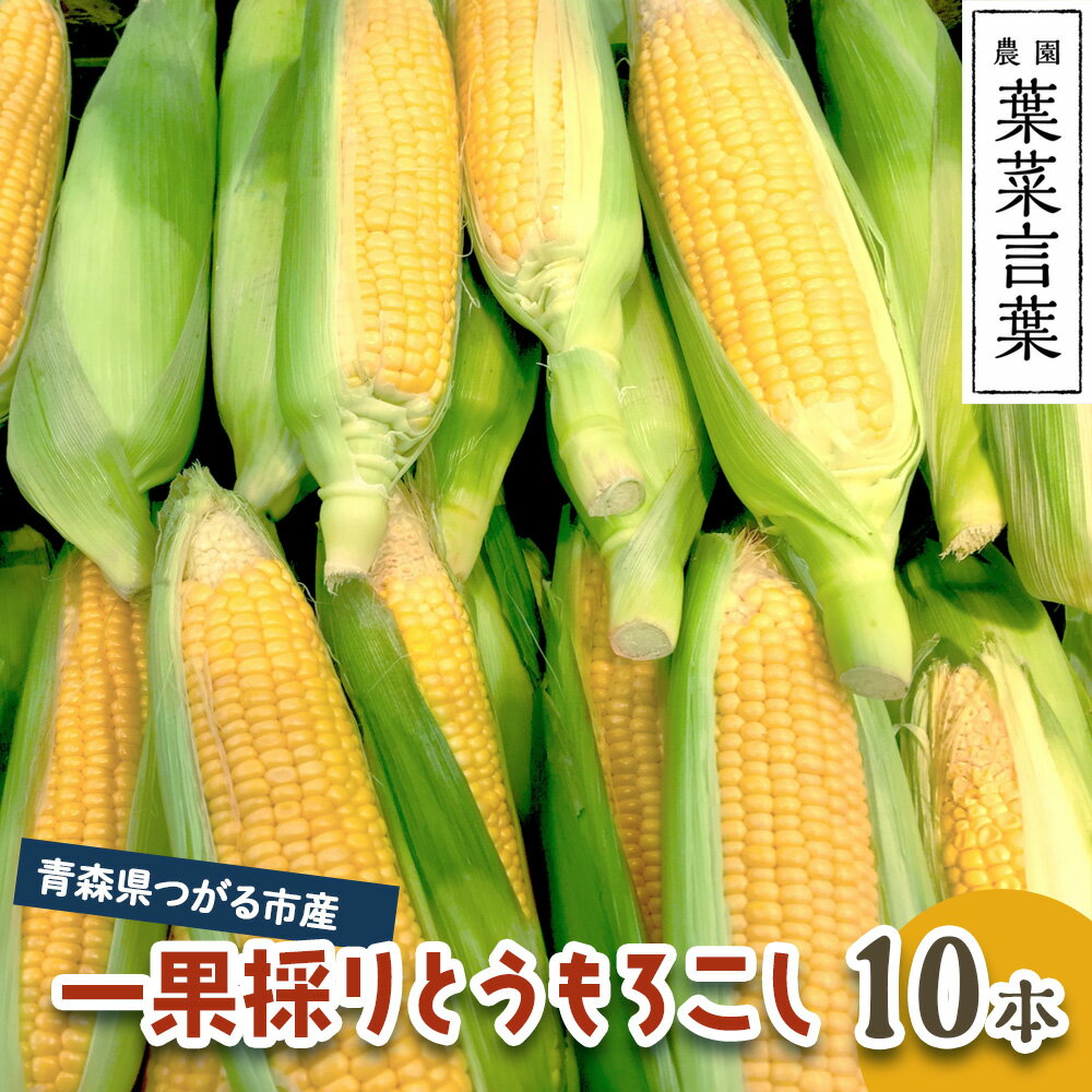 【ふるさと納税】葉菜言葉の一果採りとうもろこし (10本 約3.5kg) 令和8年産｜2026年産 とうもろこし トウモロコシ コーン 旬の野菜 夏 サラダ やさい 冷蔵 産直 農家直送 新鮮 [0639]