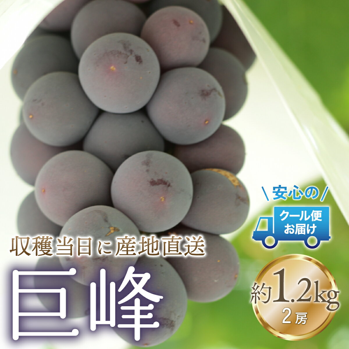 【ふるさと納税】【2026年発送★先行予約】クール便発送　巨峰 1.2kg (2房) ふるさと納税 人気 おすすめ ランキング 巨峰 国産 人気 期間限定 ぶどう ブドウ 葡萄 旬 果物 フルーツ 山梨県 笛吹市 送料無料 179-021