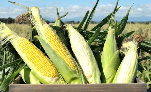 北海道産 とうもろこし 令和8年発送 ピュアホワイト3本＆あまいんです3本 食べ比べ 朝採れ 一番果 産地直送 数量限定 期間限定