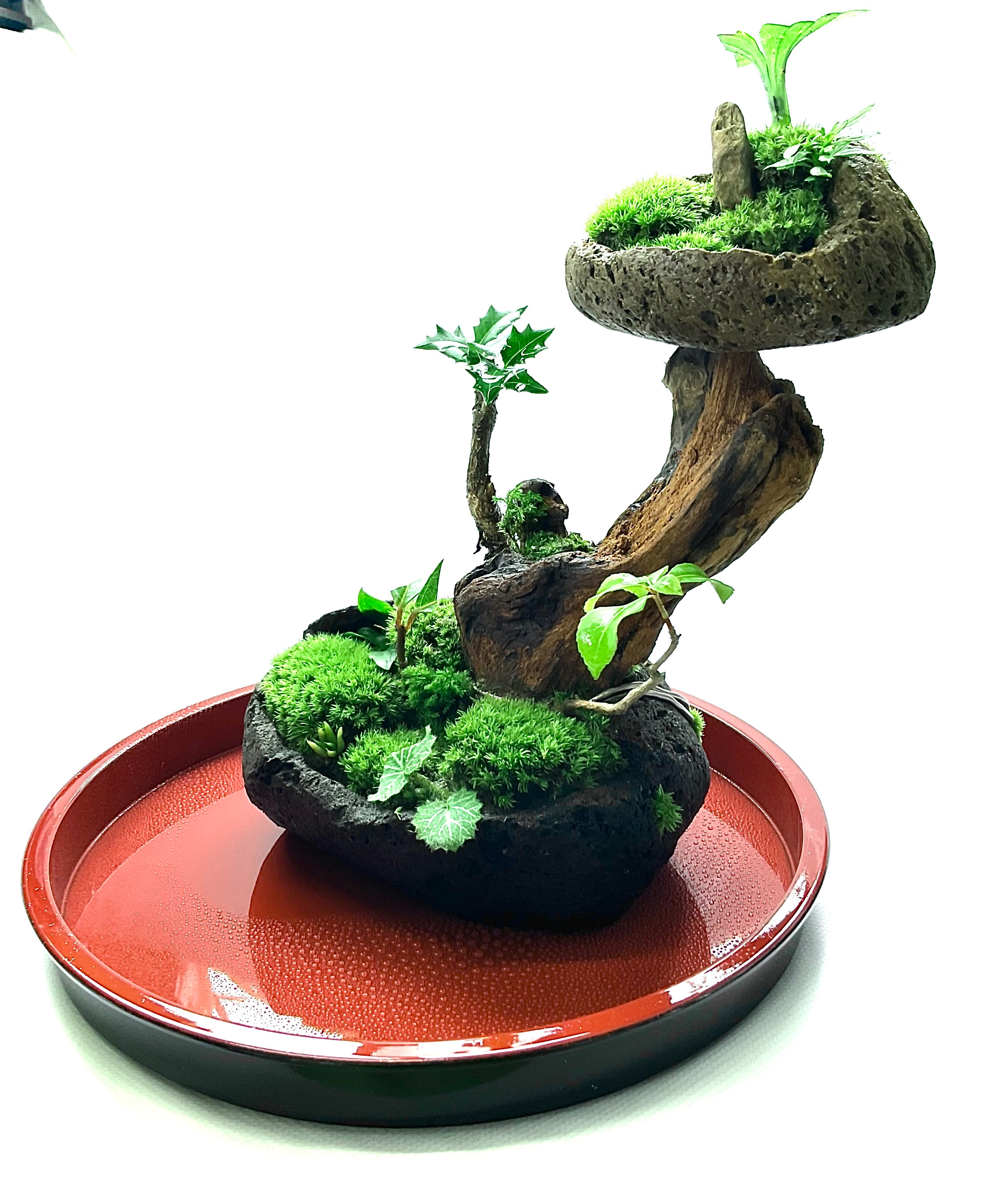 苔盆景