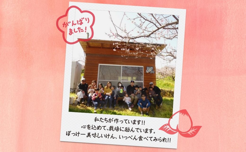 【2026年先行予約】［なんばふぁーむ］岡山県産 黄金桃 4.0kg（11〜14玉）［ご家庭用］【039-a007】 4.0kg（11～14玉）